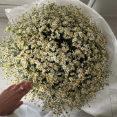РОМАШКИ